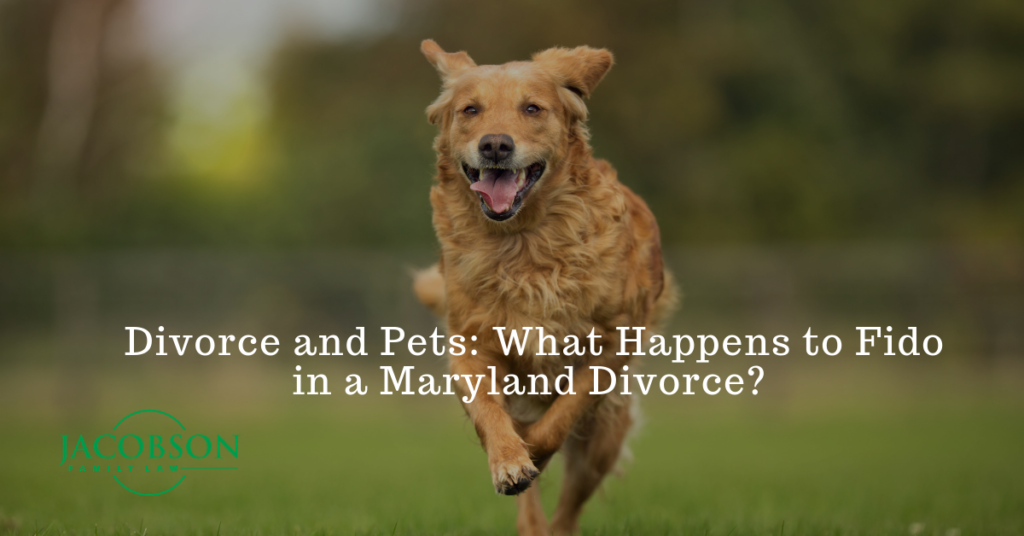 Divorce and Pets 1